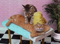 cats dress up bp - Ücretsiz animasyonlu GIF