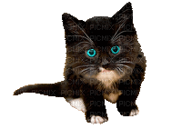 Kaz_Creations Cats Cat Kittens Kitten - GIF animé gratuit