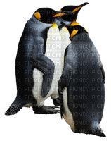 Pinguïn - darmowe png