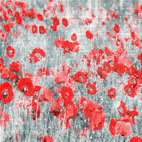 kikkapink background animated poppy spring - Besplatni animirani GIF