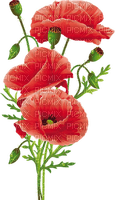 poppy flowers bp - nemokama png