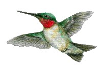 Hummingbird bp - Ingyenes animált GIF