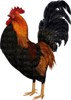 GALLO - Free PNG