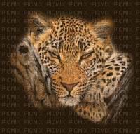 ani-tiger-djur--tiger-animal - Gratis geanimeerde GIF