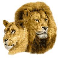 Tube lion-lionne - png gratuito