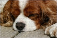 Cavalier king charles endormit - δωρεάν png