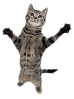 Kaz_Creations Cats Cat Kitten - png gratis