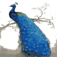 Peacock - ilmainen png