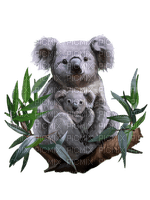 Australia animals koala bp - besplatni png