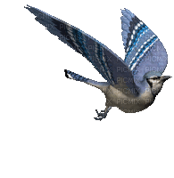 Bird - Ücretsiz animasyonlu GIF