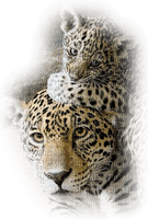 leopard bp - 免费PNG