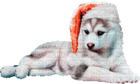 christmas dog  by nataliplus - Безплатен анимиран GIF