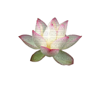 Lotus - бесплатно png