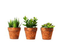succulents Bb2 - ücretsiz png