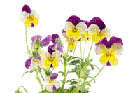 Fleur pensée - PNG gratuit