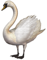 Swan-RM - безплатен png
