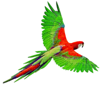 Parrot.Red.Purple.Green - Free PNG