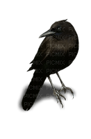 crow raven  corbeau