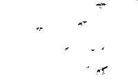 Птица - Ingyenes animált GIF