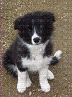chiot border collie - Free PNG