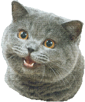 happycat - Gratis animeret GIF