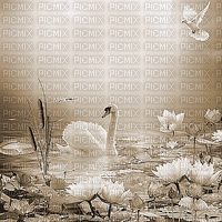 soave background animated  flowers water sepia - Free animated GIF