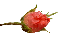 Rose - PNG gratuit