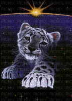 léopard des neiges - GIF animé gratuit