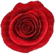 rosa rossa2 - PNG gratuit