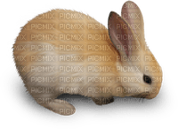 Kaz_Creations Animals Rabbit Hare - ingyenes png