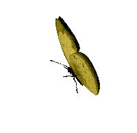 Papillon - Бесплатный анимированный гифка
