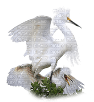 oiseaux ( - PNG gratuit