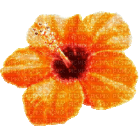 Animated.Flower.Orange - By KittyKatLuv65 - GIF animasi gratis
