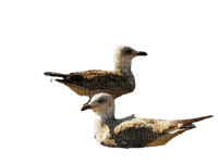 duck katrin - Free PNG