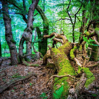 Rena Zauberwald mystisch Forest - Free PNG