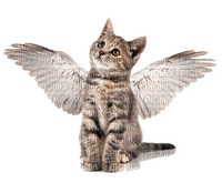 Gato com asas - nemokama png