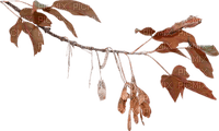 autumn branch - zadarmo png