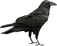 raven, varis, lintu, bird - Free PNG