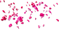 soave deco petals pink - PNG gratuit