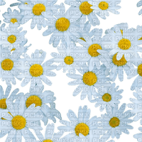 ♡§m3§♡ flower white daisy overlay - ilmainen png