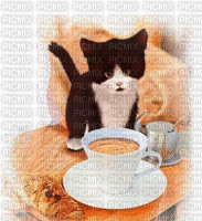 gatto - Δωρεάν κινούμενο GIF