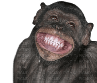 Kaz_Creations Monkey Monkeys - png grátis