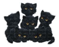 black cats gif chat noir