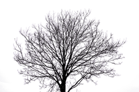 tree puu luonto nature - 免费PNG