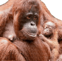 orangutan milla1959 - 免费PNG