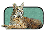 bobcat bp - GIF animado grátis