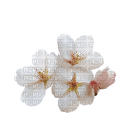 Cherry Blossom - ilmainen png