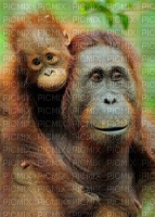 orang outan - фрее пнг