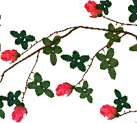 Y.A.M._Vegetation Rose Decor - Gratis animeret GIF