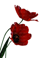 cvijeće - 免费PNG